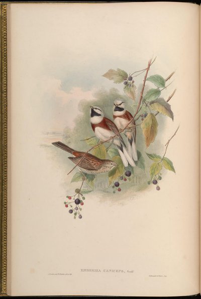 Emberiza caniceps by John Gould